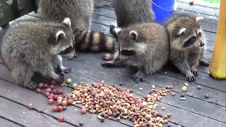 Raccoon Babies come for Early Meal [upl. by Oeram816]