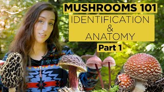 Mushrooms 101 Identification and Anatomy  Part 1 [upl. by Alia855]