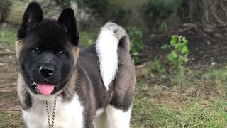 Luca American Akita [upl. by Pentha]