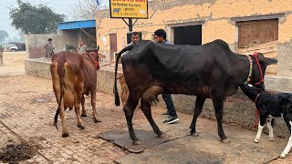 Heifers for sale in Chakwal  Cargo to hasalpur [upl. by Dagnah88]