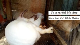 Successful Rabbits Mating  Rabbit Breeding [upl. by Alemak111]