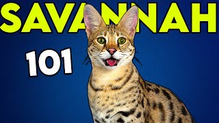 SAVANNAH CAT 101 Must Watch Before Getting One  Cat Breeds 101 [upl. by Atel]