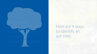 How to identify ash trees [upl. by Ayikahs101]