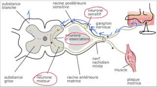arc réflexe médullaire [upl. by Anilehs117]