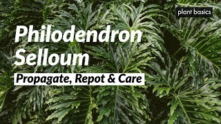 Philodendron Selloum Care Propagation and Repotting [upl. by Ramoj651]