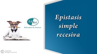 Epistasis simple recesiva 🔵 [upl. by Verile]