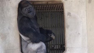 Japans Latest Heartthrob Shabani the Gorilla [upl. by Hirst]