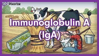 Immunoglobulin A IgA USMLE Mnemonic [upl. by Cranston]