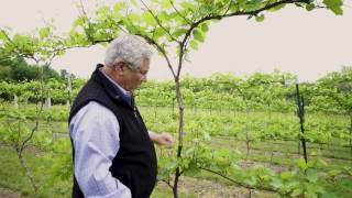 Between The Vines Marquette Grapes Trellis System [upl. by Haik]