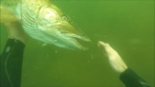 SCUBA Diving A Freshwater River And Petting A Muskie [upl. by Iggam]