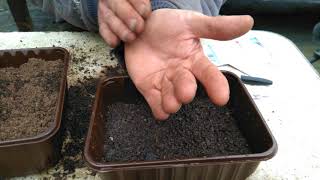 How to grow antirrhinum snap dragons from seed in a pot with drainage holes [upl. by Behre256]