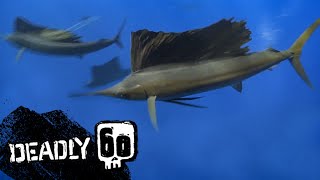 Steves Dangerous Sail Fish Encounter  Deadly 60  BBC Earth Kids [upl. by Zenobia222]