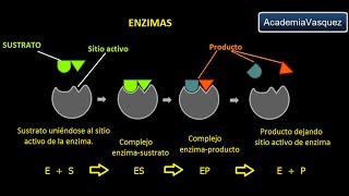 Enzimas Estructura Características y Funciones [upl. by Ixela]