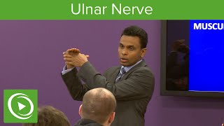 Muscles of the Ulnar Nerve – MRCS  Lecturio [upl. by Niahs882]