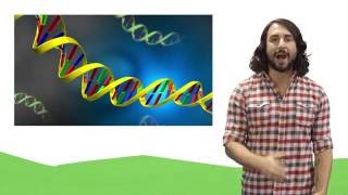 Nucleic Acids DNA and RNA [upl. by Icat]