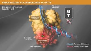 DNA Replication with a Proofreading Polymerase [upl. by Atwater]