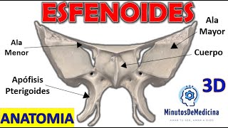 Hueso Esfenoides  Anatomía FÁCIL [upl. by Enneiluj]