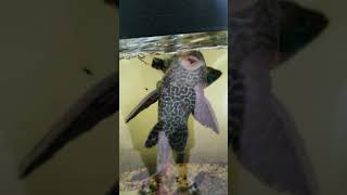 pleco fish eating some bloodworms [upl. by Nednyl721]