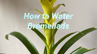 How to water bromeliads [upl. by Gilbert643]