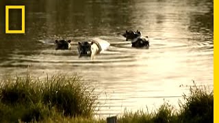 Pablo Escobars Hippos  National Geographic [upl. by Irrehs]