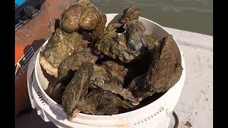 How to harvest oysters by hand [upl. by Eened133]