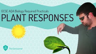 AQA GCSE Biology 91 Required Practical  Plant Responses [upl. by Apfel]