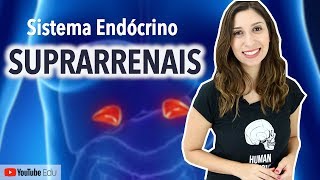 Suprarrenais Sistema Endócrino  Anatomia e etc [upl. by Cutlor]