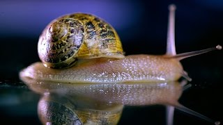 How does a Snail SOUND when Feeding  Earth Science [upl. by Mclaughlin]