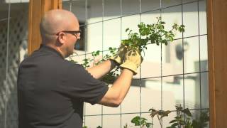 Planting and training your climbing rose [upl. by Cosmo]