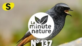 CHANTS DOISEAUX LEÇON 4 No 137 [upl. by Enybor]