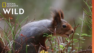 Red Squirrels Steal Acorns  Wild Nordic [upl. by Vaughn]