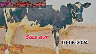 Haral Dairy Farm  7 Month pregnant heifer  Friesian Heifers For Sale in Pakistan  Pure Hf Heifers [upl. by Beryl79]