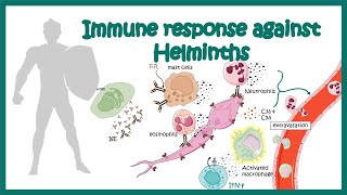 Immune response against worms helminths [upl. by Saum]