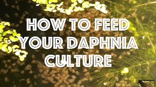 How To Feed Your Daphnia Culture [upl. by Aicrag]