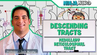 Neurology  Descending Tracts Medullary Reticulospinal Tract [upl. by Perceval]