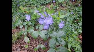 Transplanting Ground Cover [upl. by Eignat221]