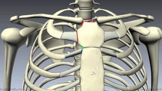 Sternum  3D Anatomy Tutorial [upl. by Mar]