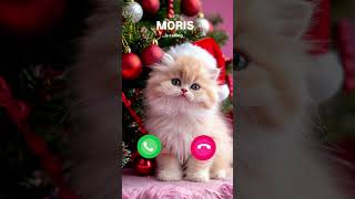 MORIS CAT CALLING❤️ ringtone catlover cat shortvideo funny youtubeshorts shorts funnycats [upl. by Hake]