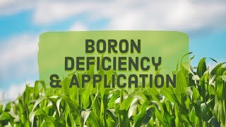 Boron Deficiency amp Application [upl. by Ahsieket]