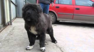 Caucasian Shepherd price  Ivan  Titans Family kennel [upl. by Ahtekal]