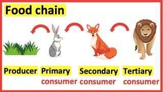 Food chains  Producer primary consumer secondary consumer tertiary consumer [upl. by Aliza]