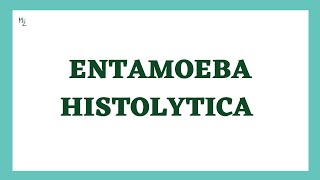 Entamoeba histolytica life cycle  morphology  Laboratory diagnosis  full explained  medzukhruf [upl. by Bartholomeo]