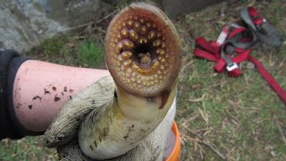 Parasites in the Shallows  Sea Lamprey Monitoring [upl. by Adnohsad]