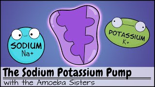 Sodium Potassium Pump [upl. by Wesle]