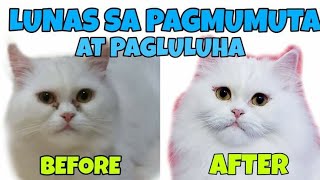 PAANO MAWALA ANG PAGMUMUTA AT PAGLULUHA NG MATA NG PUSA O ASO  GAMOT SA PAGMUMUTA NG PUSA [upl. by Collayer]