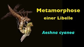 Metamorphose einer Libelle Aeshna cyanea [upl. by Tillion]