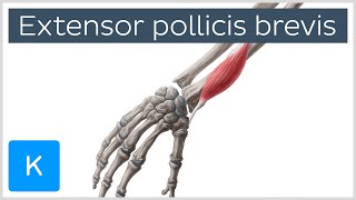 Extensor Pollicis Brevis Muscle  Origins amp Function  Anatomy  Kenhub [upl. by Noevad352]