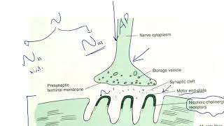 Diabetes Mellitus Part10 Mechanism of Action of Sulfonylurease  Antidiabetic Drugs  Diabetes [upl. by Norval]