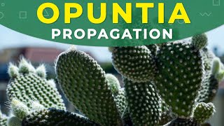 How to grow Opuntia cactus  Prickly pear from seeds [upl. by Durst]