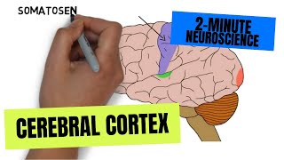 2Minute Neuroscience Cerebral Cortex [upl. by Ramalahs816]